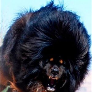 Meet your Posher, Marlin